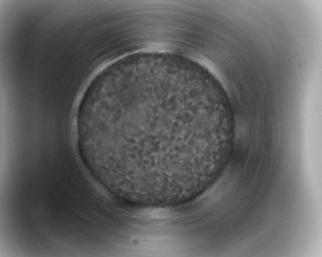 X0000088141075200706042004