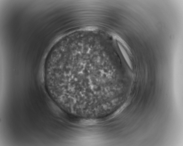 X0000088141083200706042004