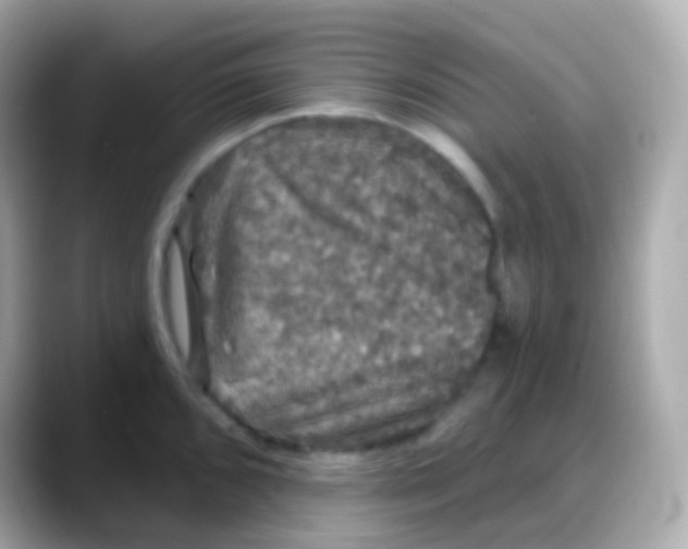 X0000088141096200706042004