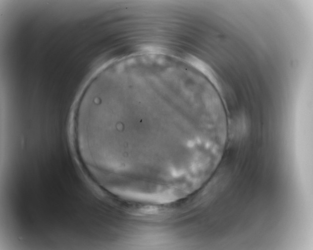 X0000088141098200706042004