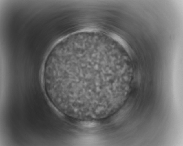 X0000088141103200706042004