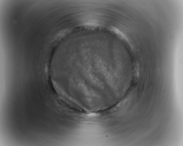 X0000088141110200706042003