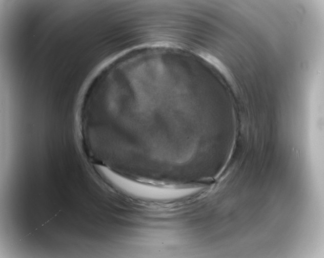 X0000088141120200706042003