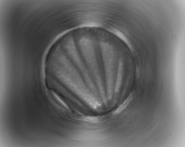 X0000088141124200706042003