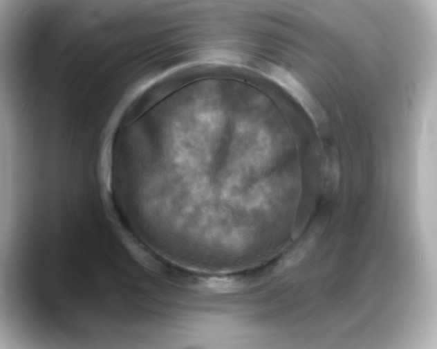 X0000088141128200706042003