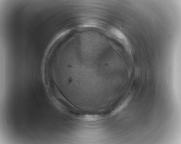 X0000088141138200706042004