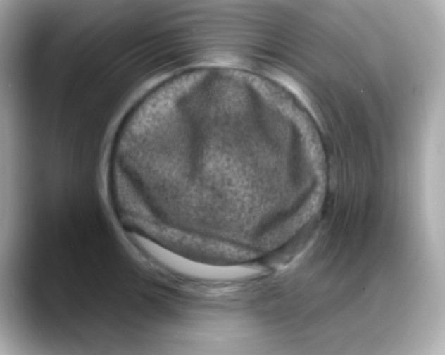 X0000088141139200706042004