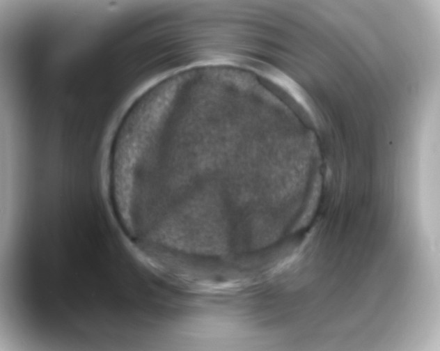 X0000088141143200706042004