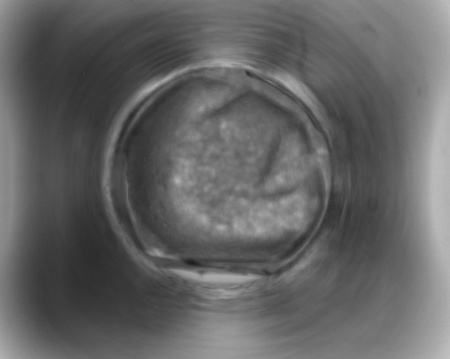 X0000088141144200706042004