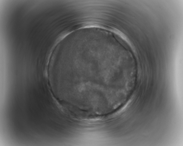 X0000088141145200706042004