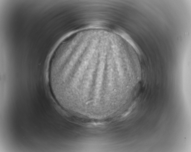 X0000088141148200706042004