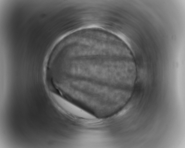 X0000088141151200706042004