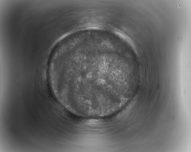 X0000088141166200706042003