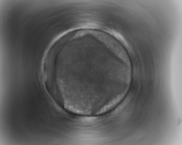 X0000088141184200706042003