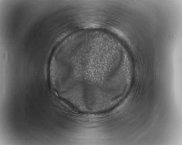 X0000088141217200706042002