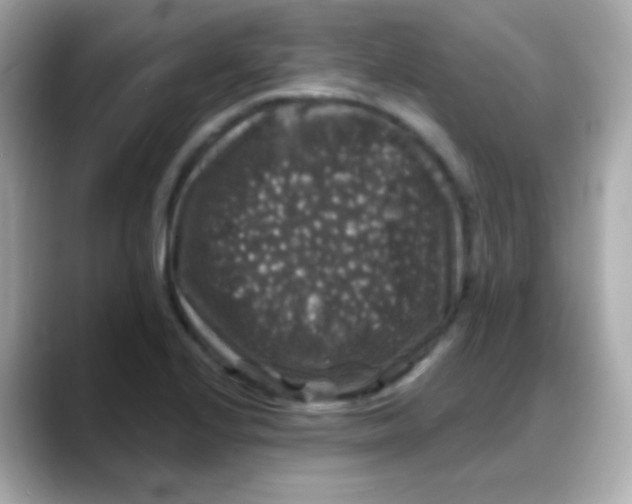 X0000088141224200706042002