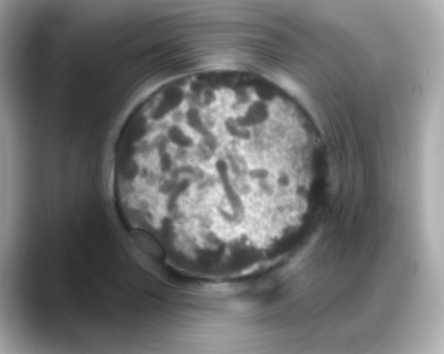 X0000088141227200706042002