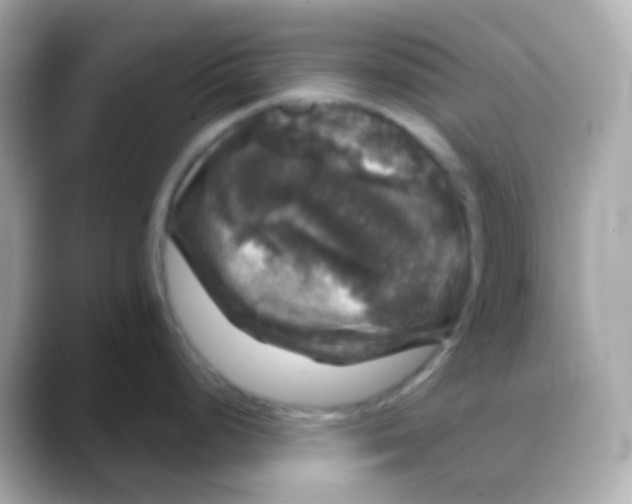 X0000088141248200706042002