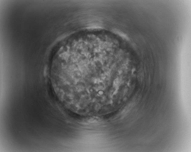 X0000088141255200706042002