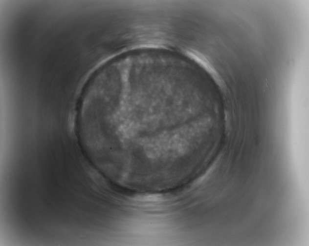 X0000088141260200706042002