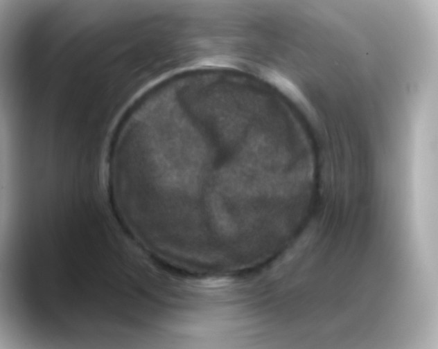 X0000088141268200706042002