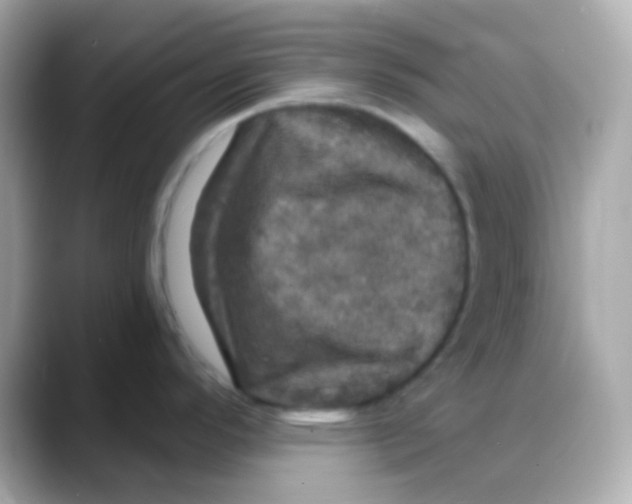 X0000088141296200706042001