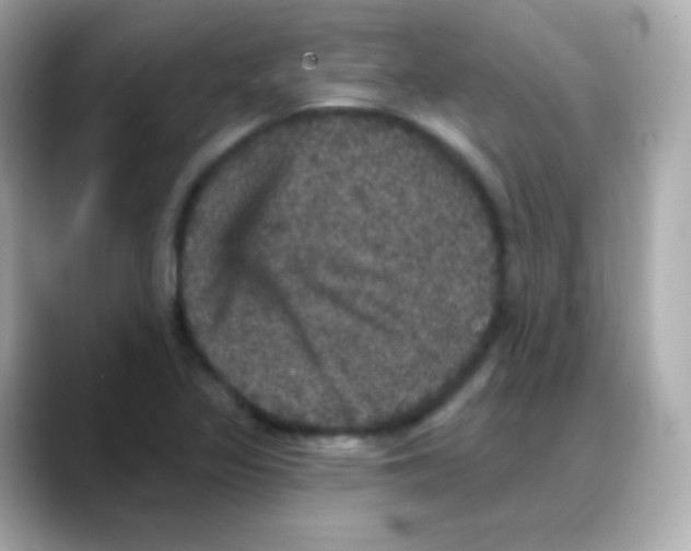 X0000088141317200706042001