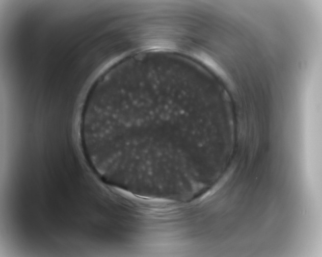 X0000088141325200706042001