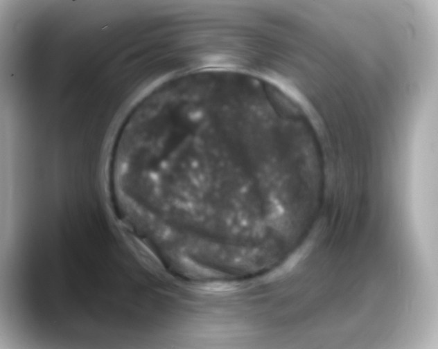 X0000088141333200706042001