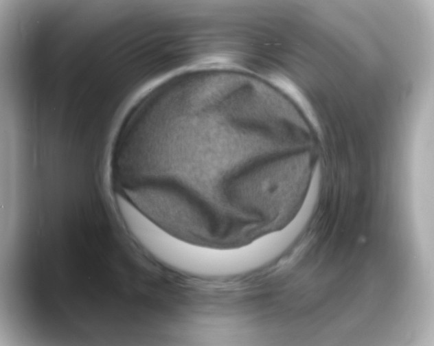 X0000088141336200706042001