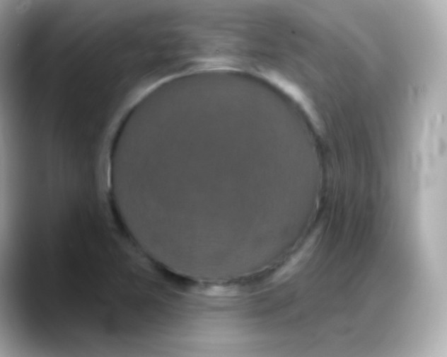 X0000088141365200706042000