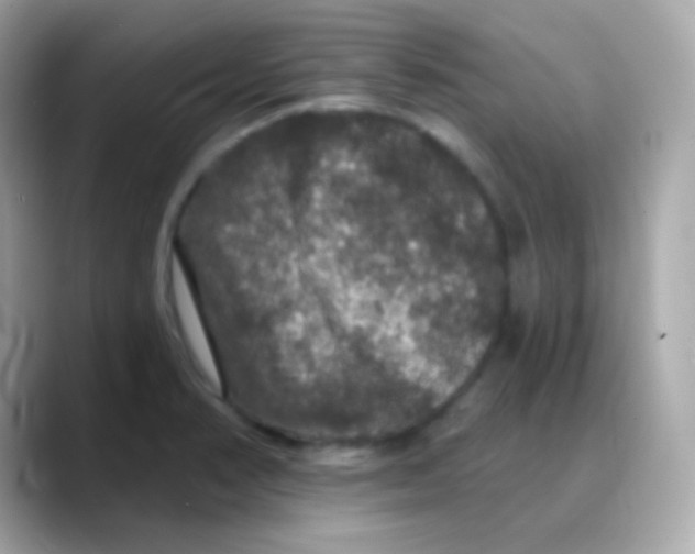 X0000088141374200706042000