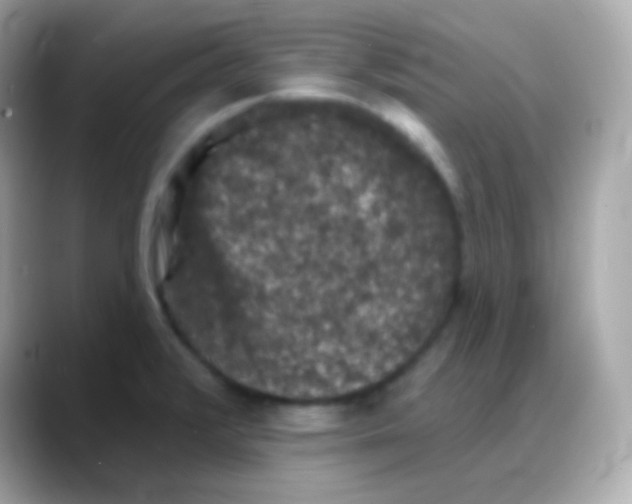 X0000088141376200706042000