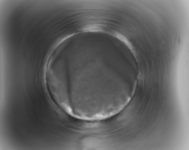 X0000088141386200706042000