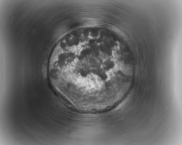 X0000088141409200706042000