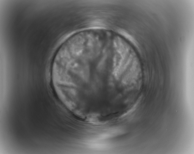 X0000088141415200706042000