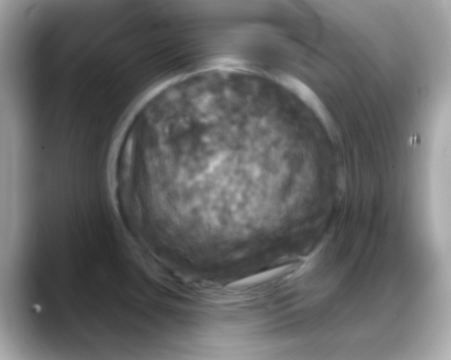 X0000088141435200706042000