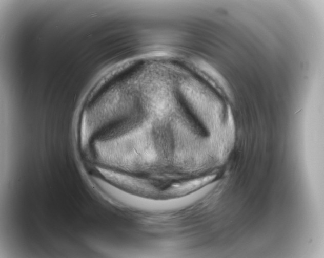 X0000088141483200706041959