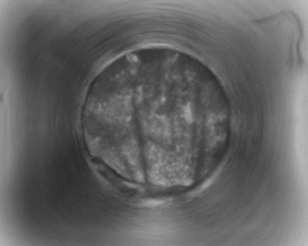 X0000088141521200706041958