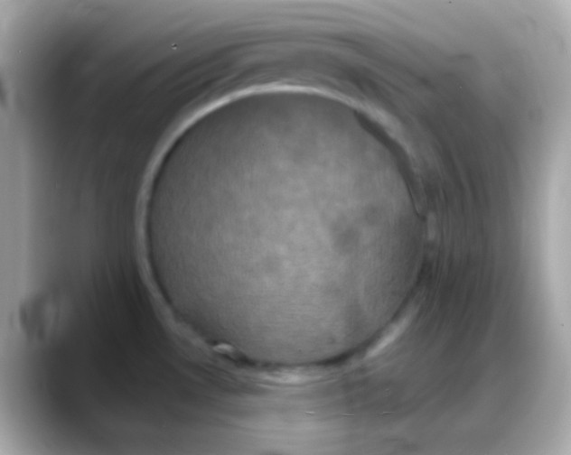 X0000088141530200706041958