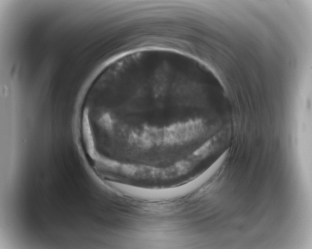 X0000088141531200706041958