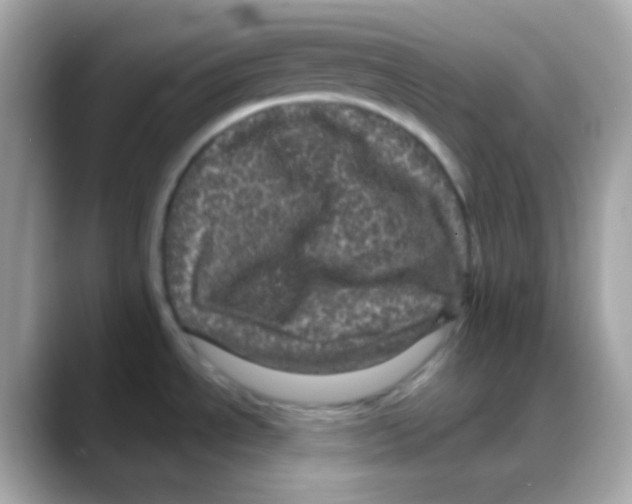 X0000088141534200706041959