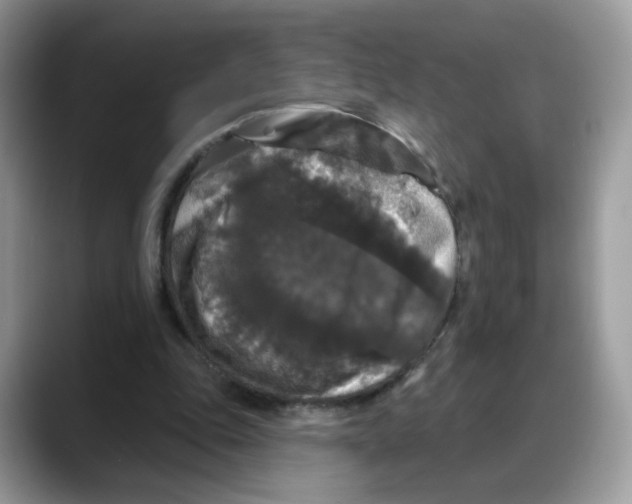 X0000088140343200706111429