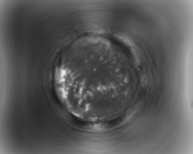 X0000088140365200706111429