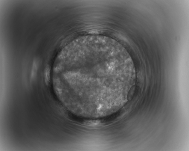 X0000088140554200706111427