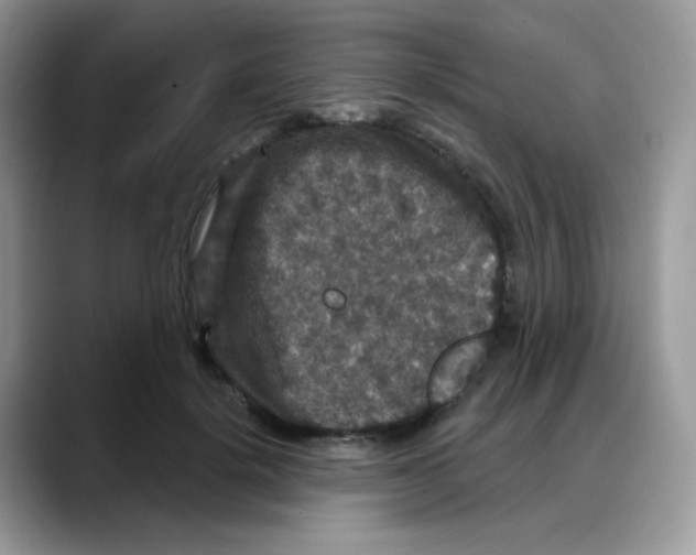 X0000088140652200706111426