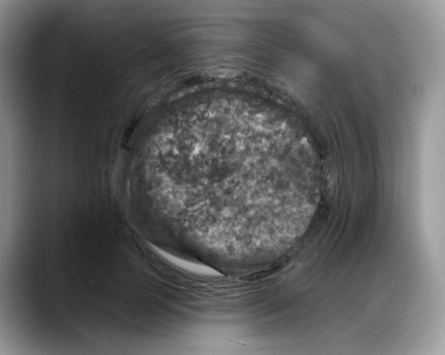 X0000088140745200706111425