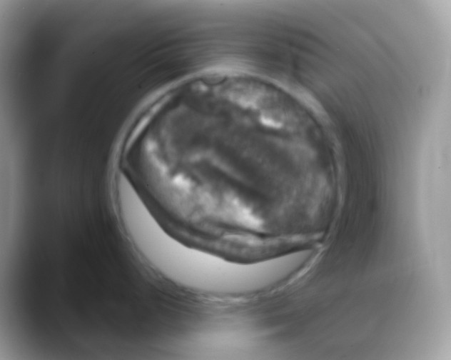 X0000088141248200706111419