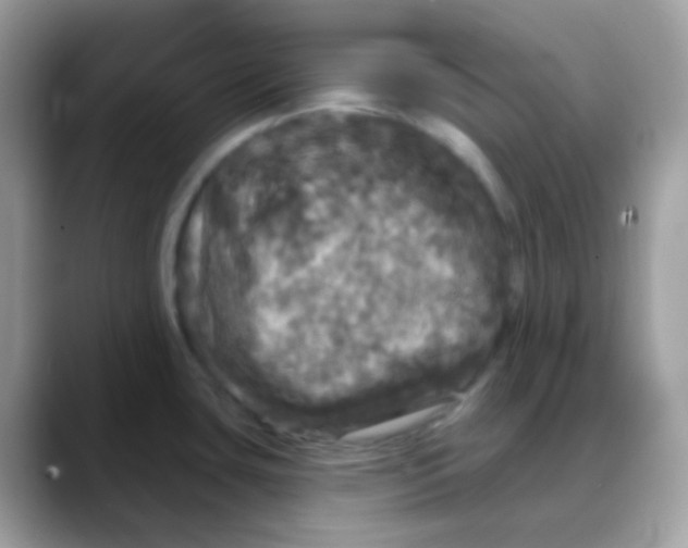 X0000088141435200706111417