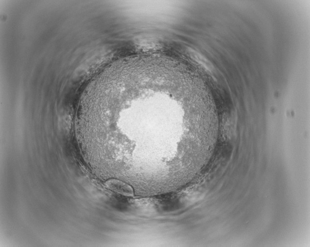 X0000088150417200705141553